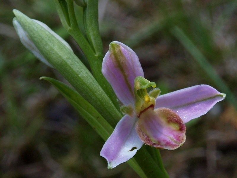 Ophrys apifera var. tilaventina